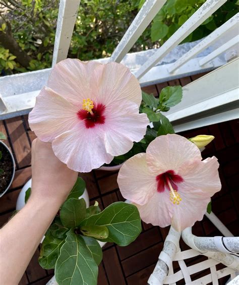 custom how to use a moisture meter forpotted hibiscus plants|potted hibiscus care in pots.